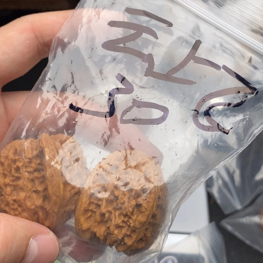 云*飞涿鹿县南疆石核桃