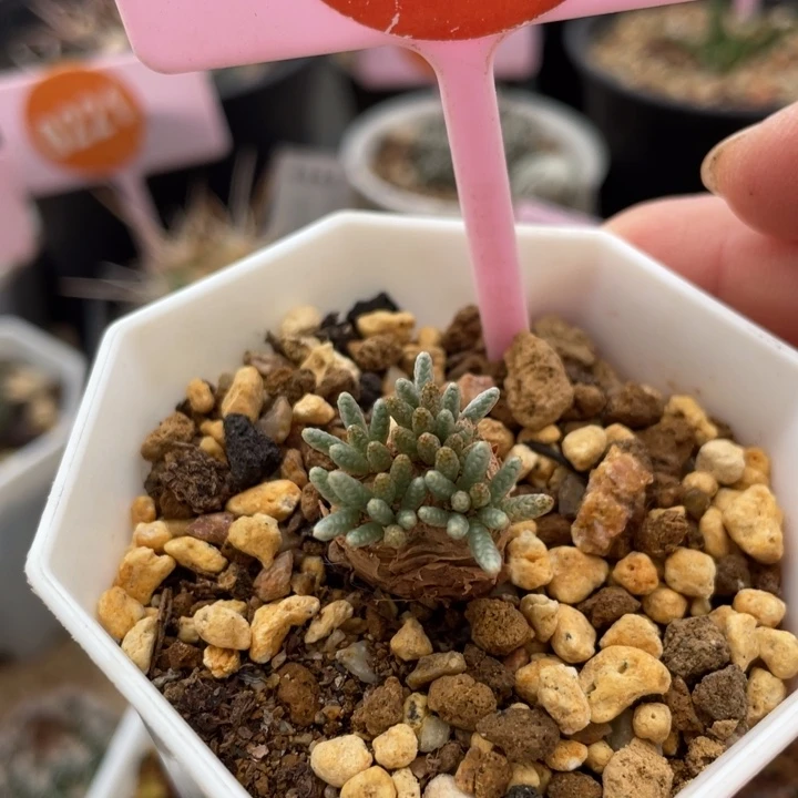 红花纫锦一一棵3000