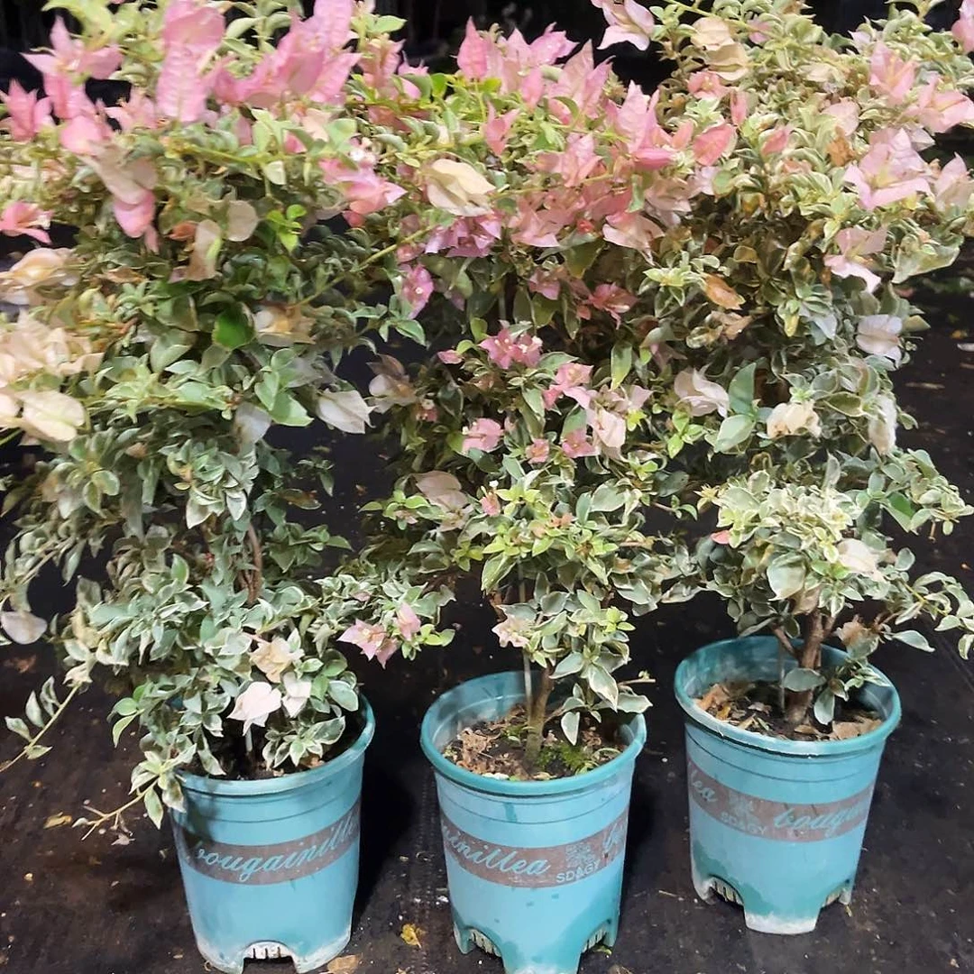 大部分花苞少量开放少女心带竹一颗