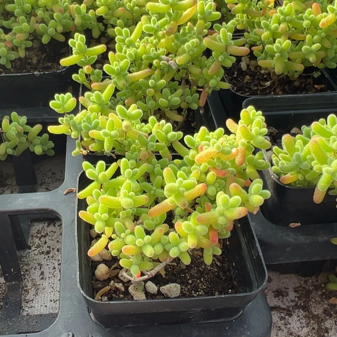 蜜橘小老桩精品55杯