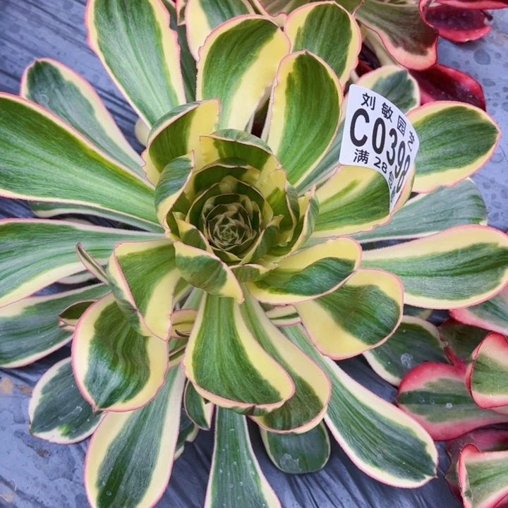 燕姿锦多肉植物法师0399