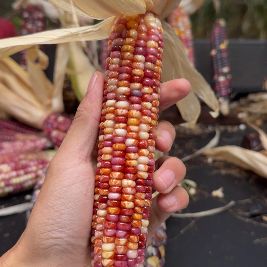 妞***吊坠柏香籽/百香籽