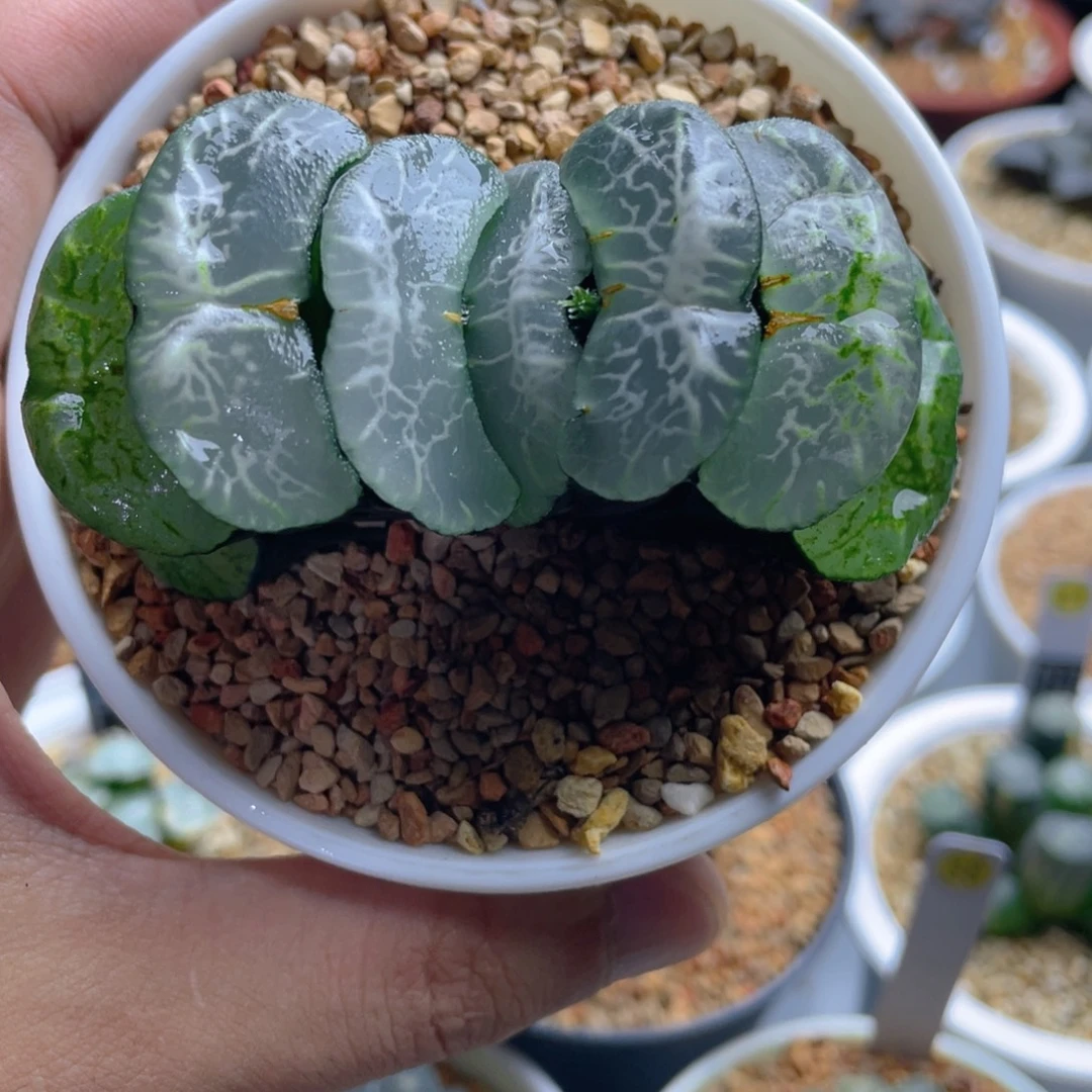 北***2十二卷碧峰玉扇。