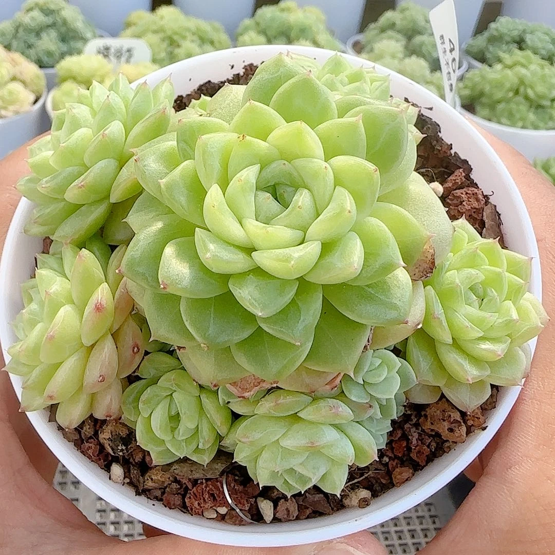 【闪购商品】0902-46（秃包子优选麦杆）