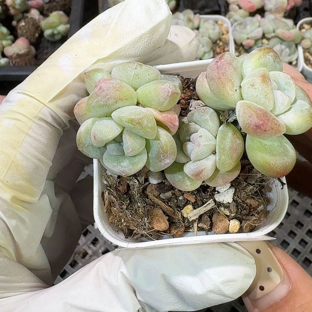 33 号到手1框～一物一拍