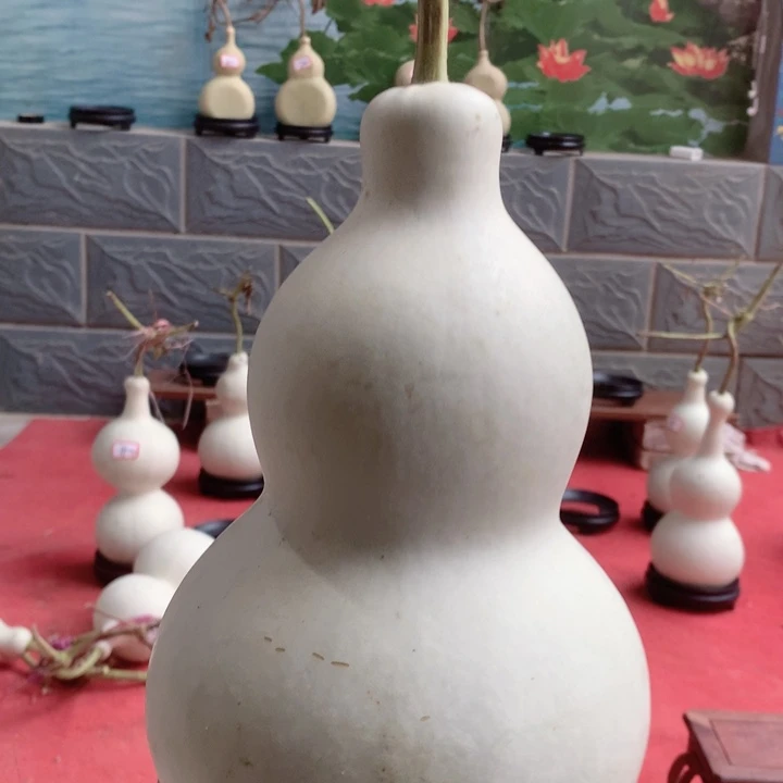 寶***哥中号尺寸的中号尺寸