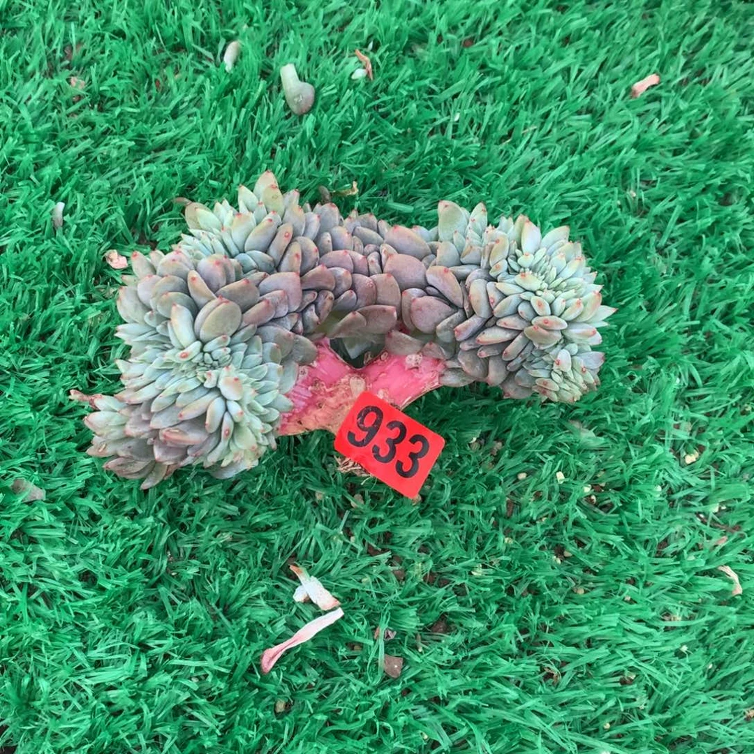 933橙子111111111111