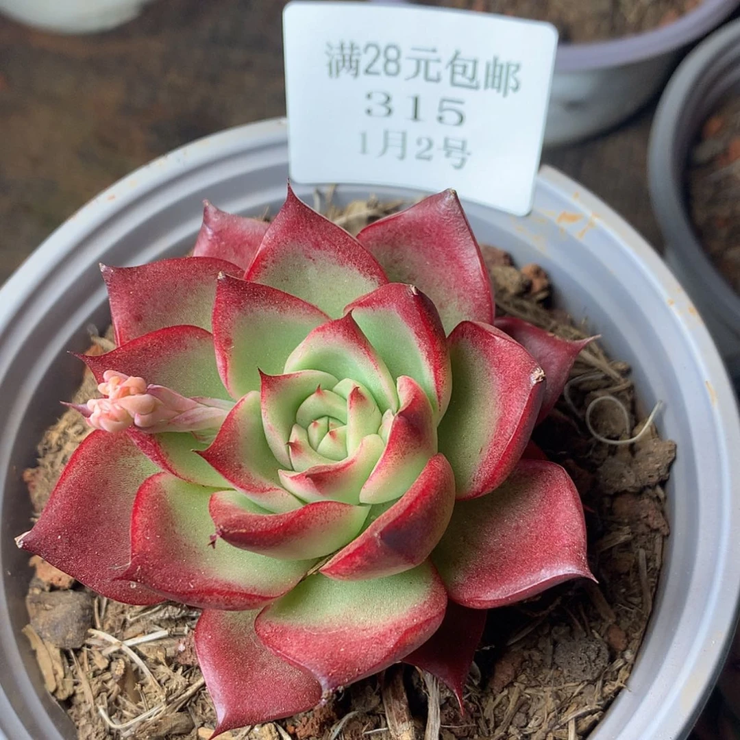 【闪购商品】云315号