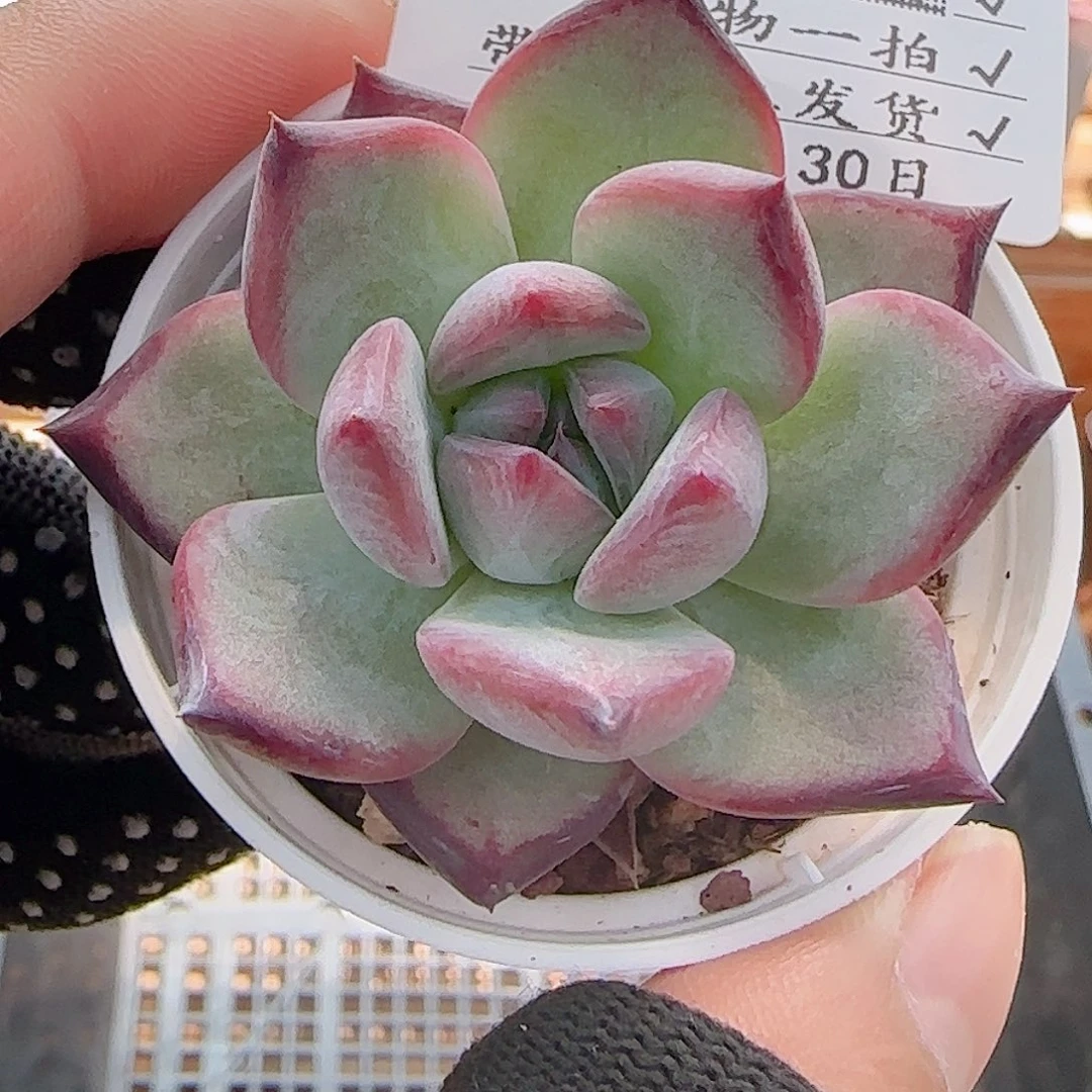 多肉0730-134拉糖