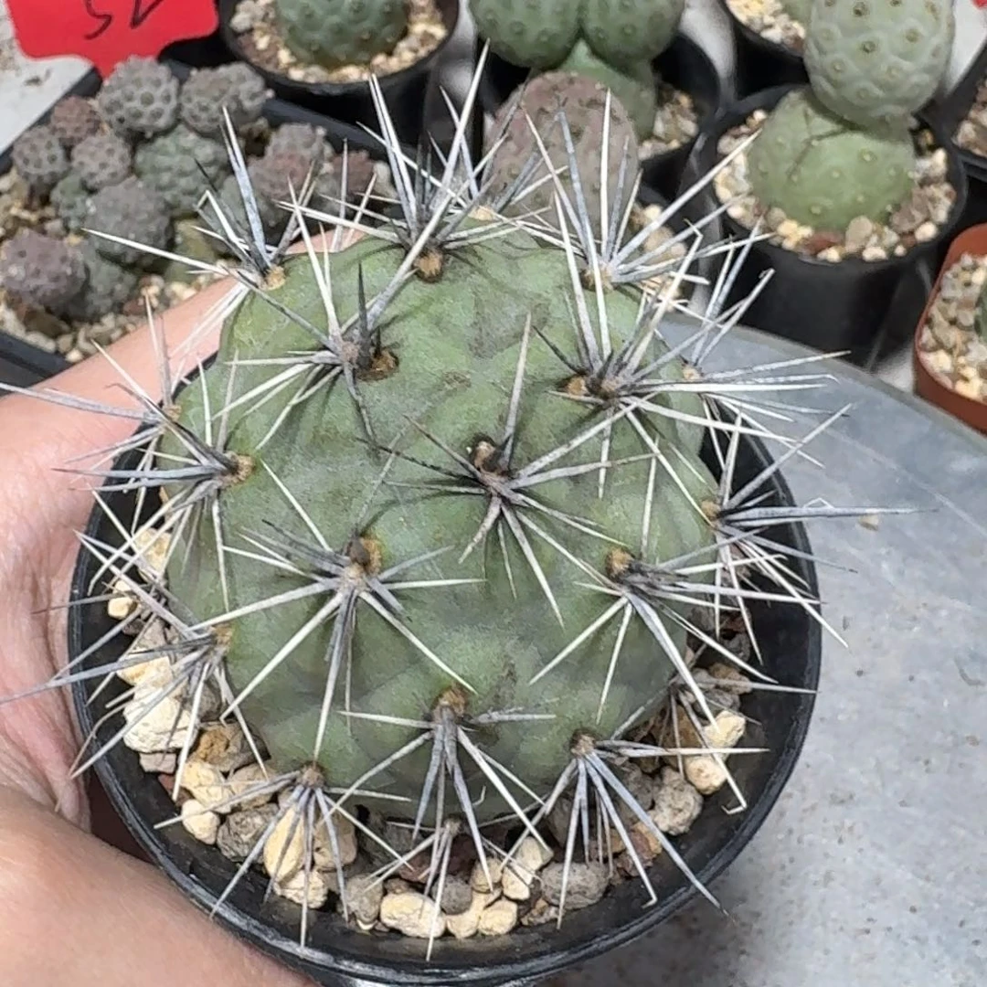 霜***绿灰刺明暗城冠幅5公分带盆发