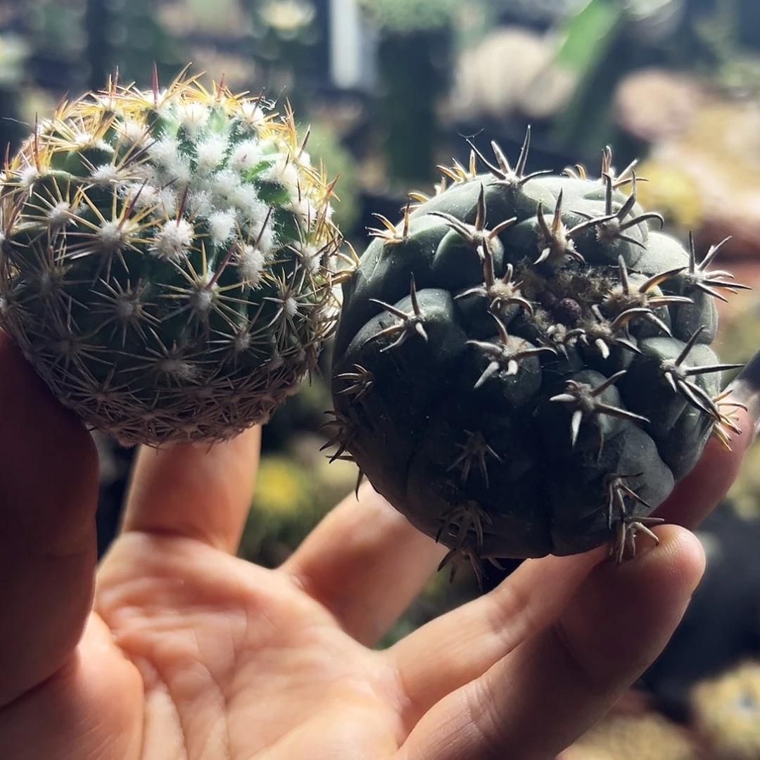 红莲玉加猫爪仙人球1111111111