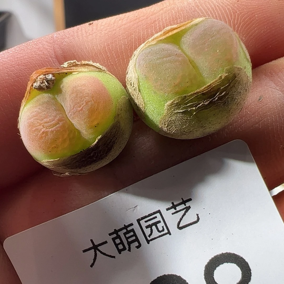 0000828 一物一拍杂交冰晶树莓