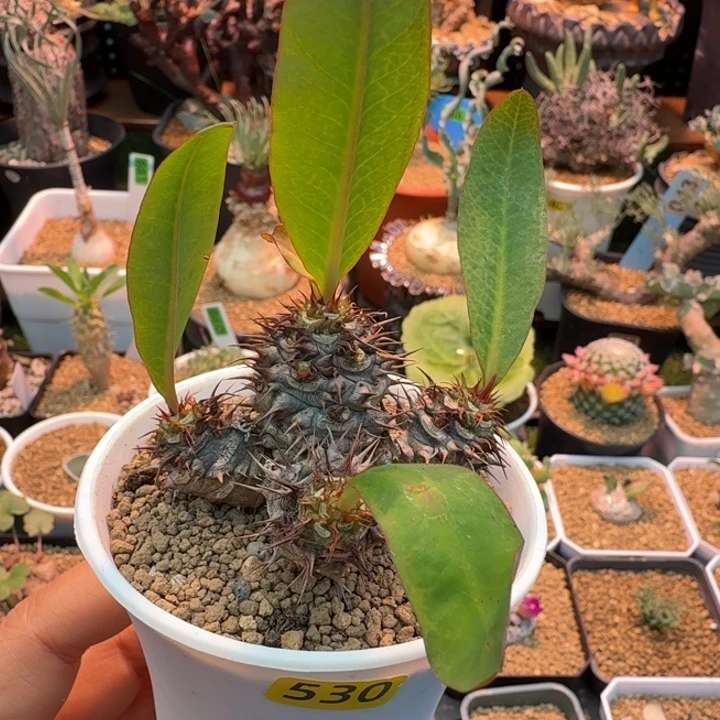 美花念珠530 仙人球