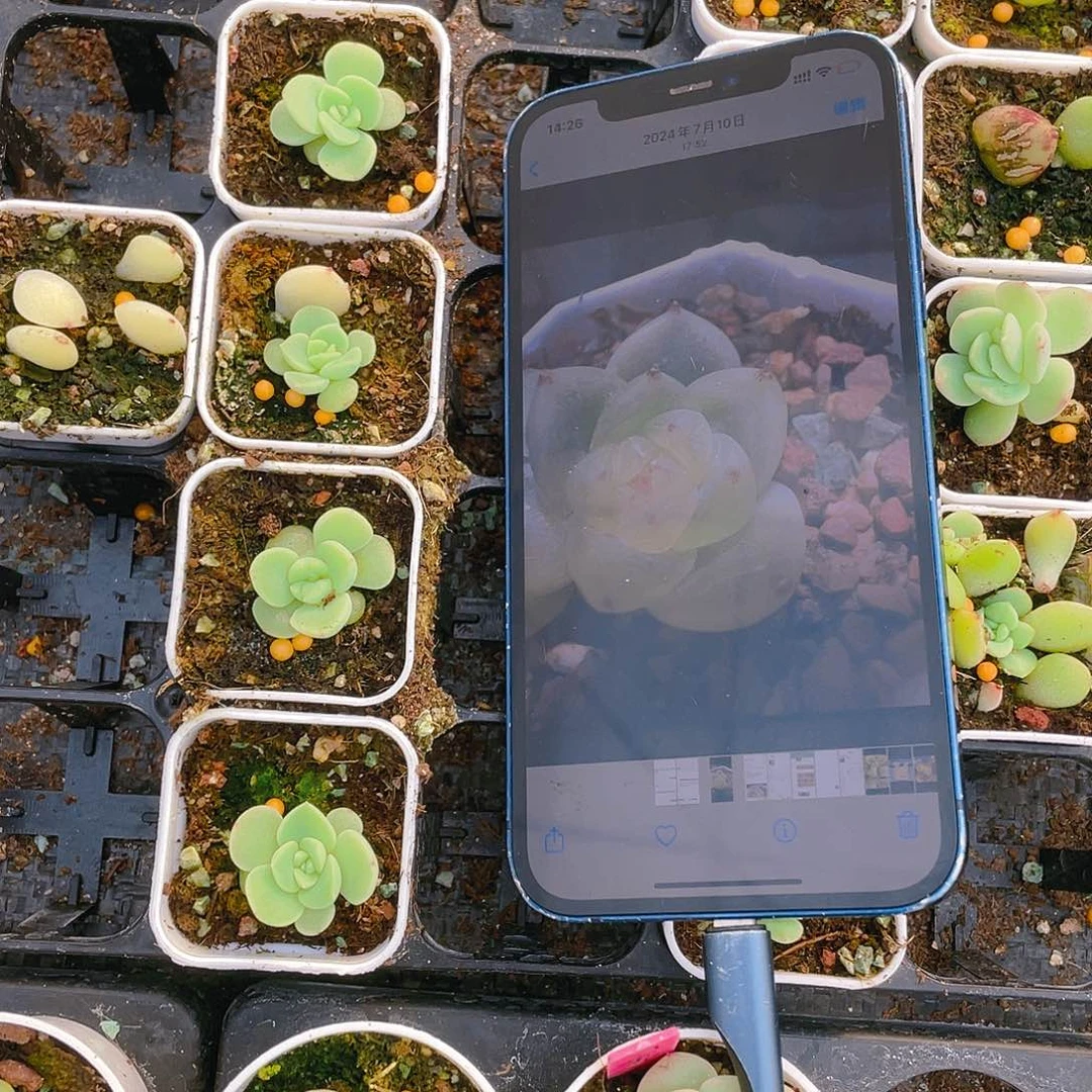 糖糖财富2 中盆一个满25包邮