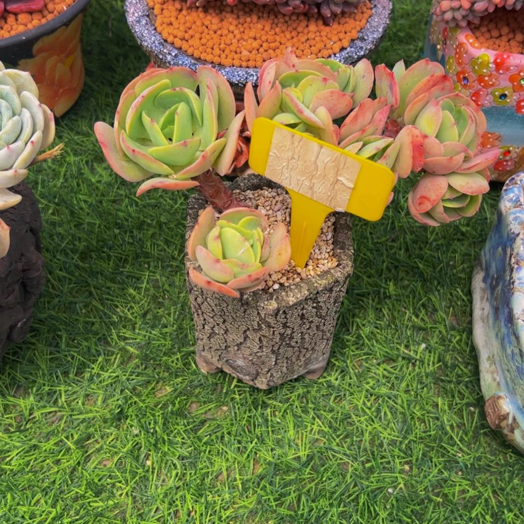 文*碧桃朵朵缀多肉