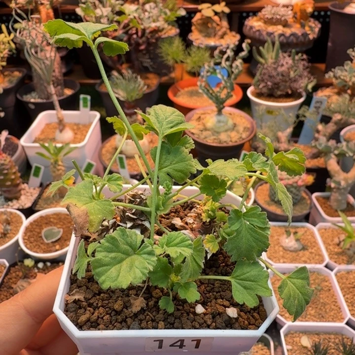 松果洋葵141 仙人球