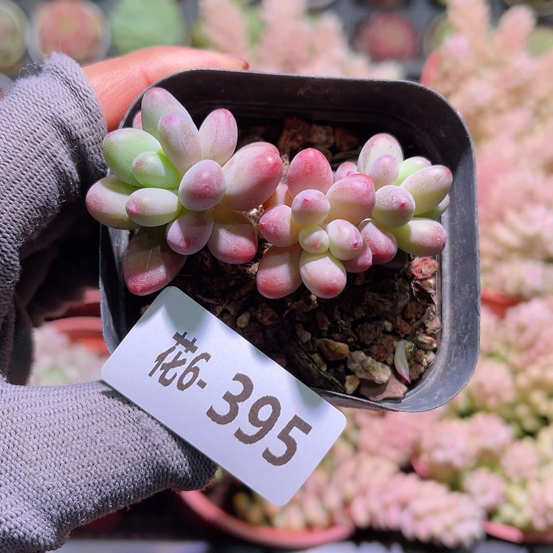 花06-395苹果奶三头