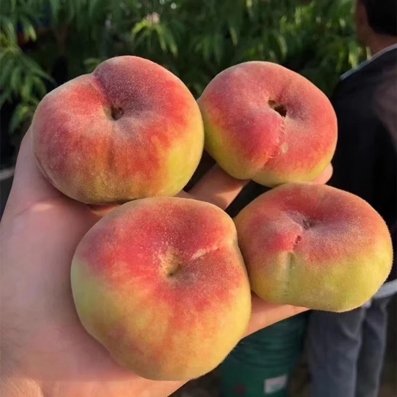 撕皮香甜！王母娘娘蟠桃4斤桃子新鲜水果现摘水蜜桃扁桃农产品当季新鲜水果桃子山东省