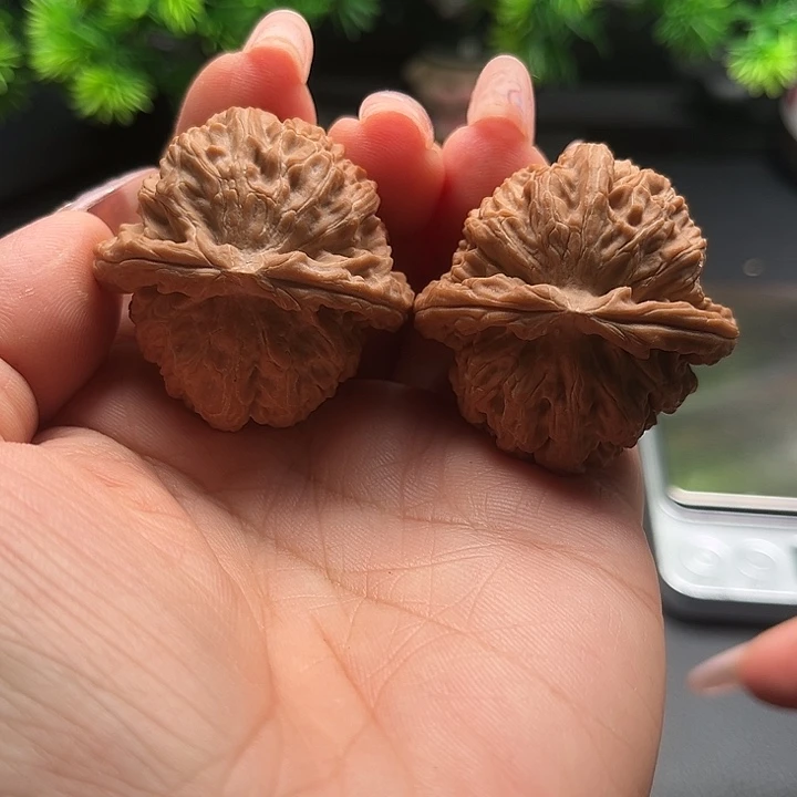 核桃39白狮子全品