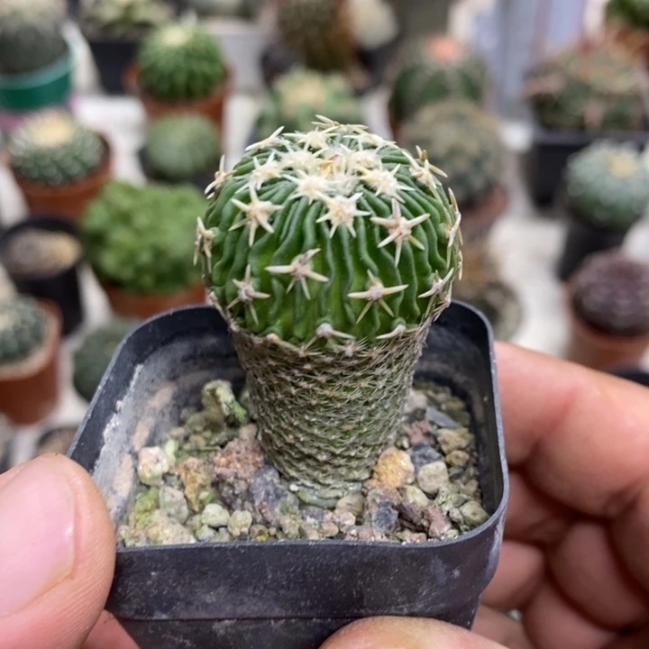 实生太刀岚特价福利