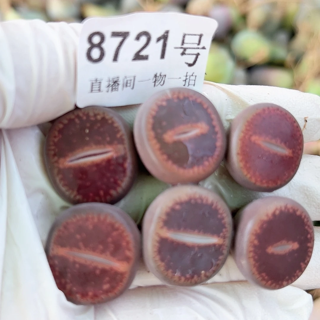 8721 好养易活生石花大母本6个2cm左右