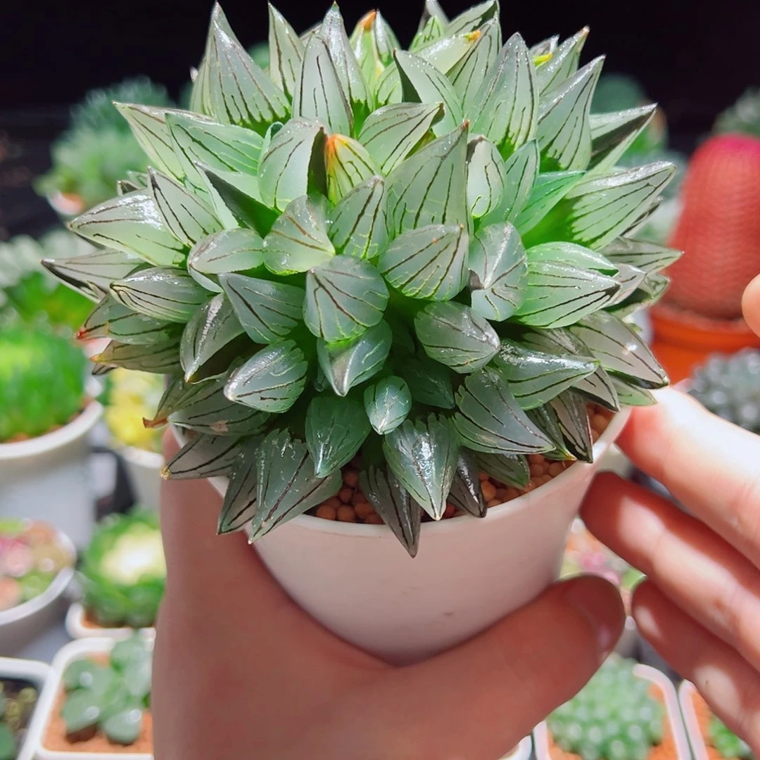 大群生西瓜寿多肉多肉