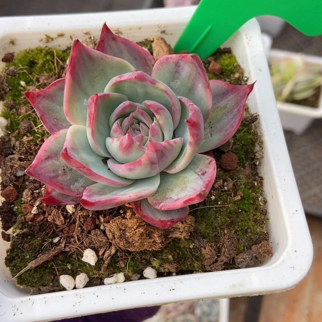 790惊鸿仙子多肉植物保护