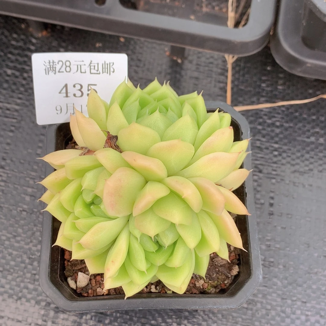 【闪购商品】云435号