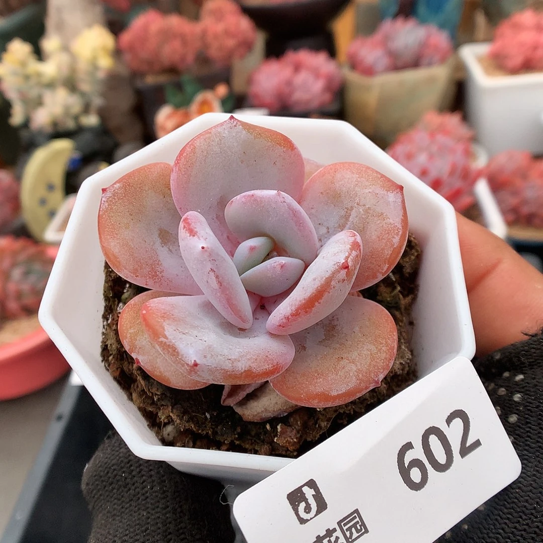 602奶茶多肉植物6666
