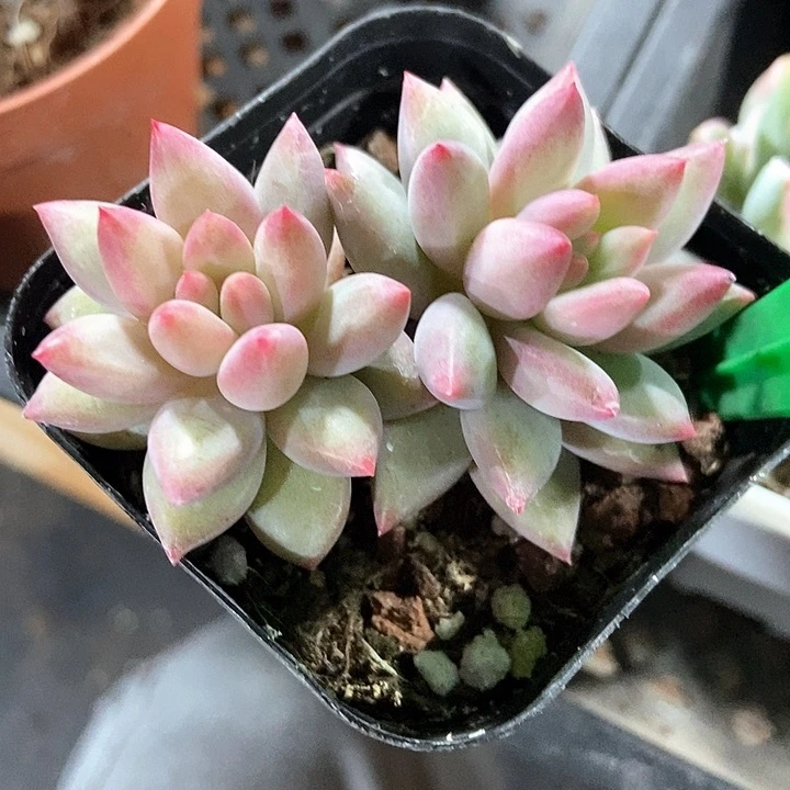 多肉植物虞美人879