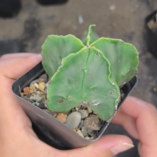 【瑕疵特价】鸾凤玉直径6球体有瑕疵带盆土