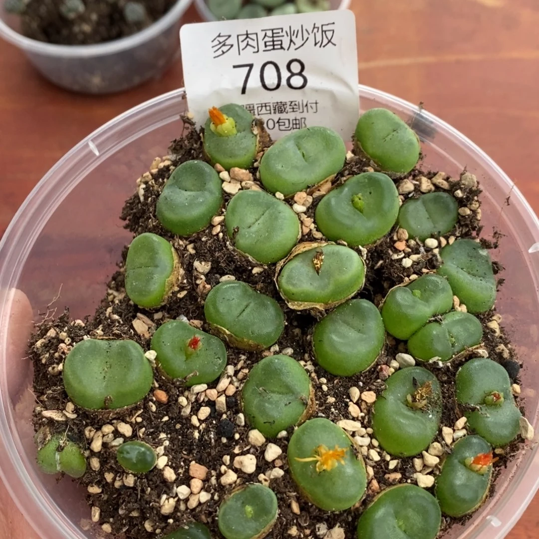 多肉蛋炒饭，水晶鞋，708