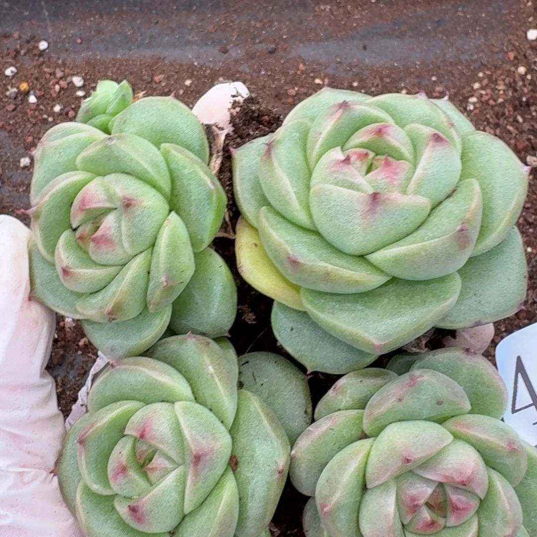 多肉植物多肉植物434