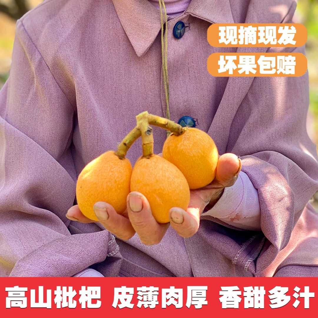 莆田解放钟枇杷肉厚酸甜饱满多汁3斤果园新鲜现摘现发坏果包赔
