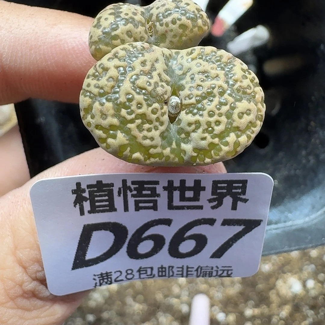 多肉植物的人生fgbb