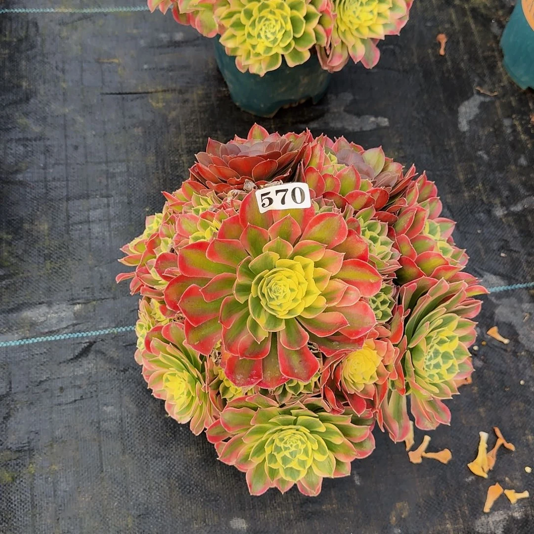 00000570粉女郎多肉植物