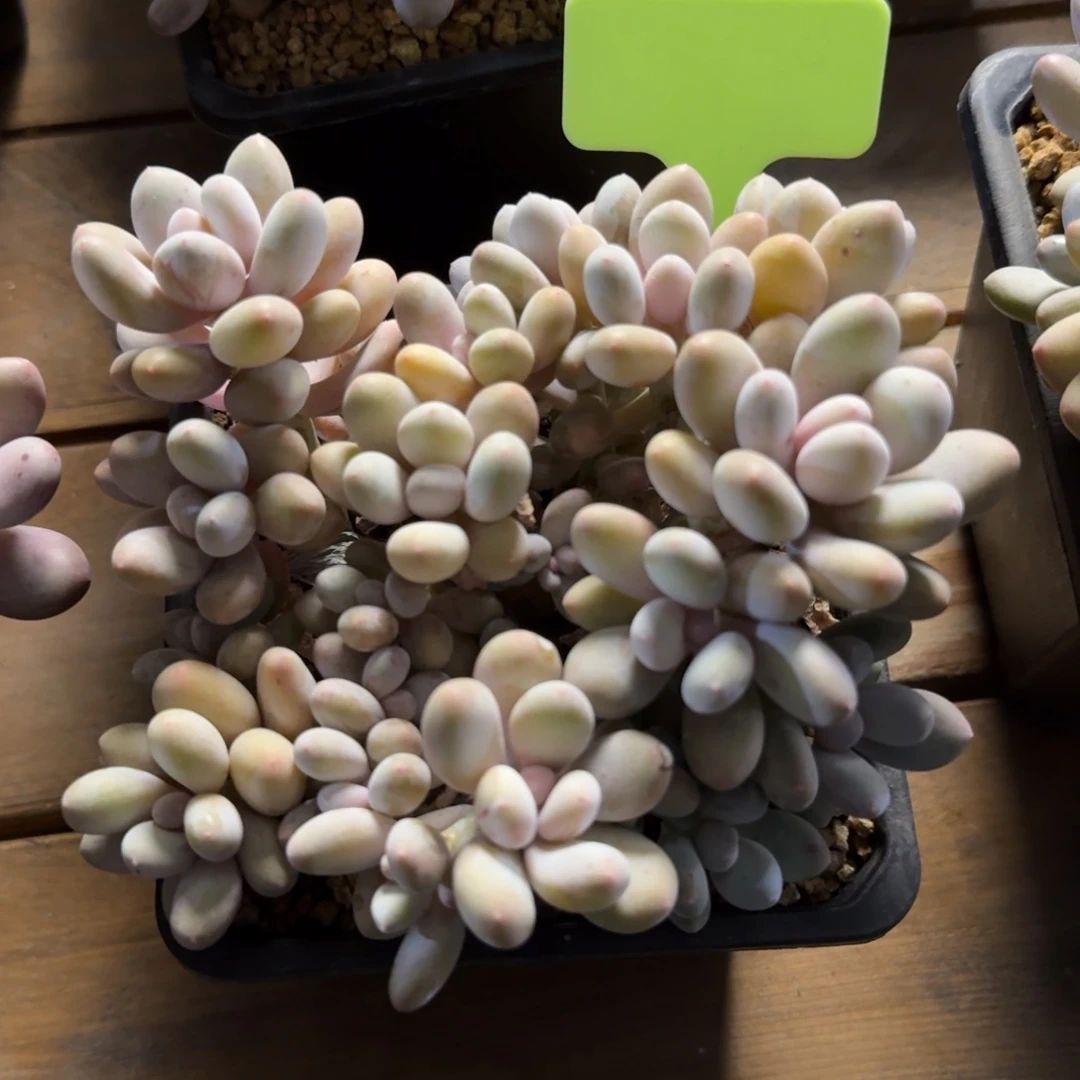 蛋黄奶酪111111111111111