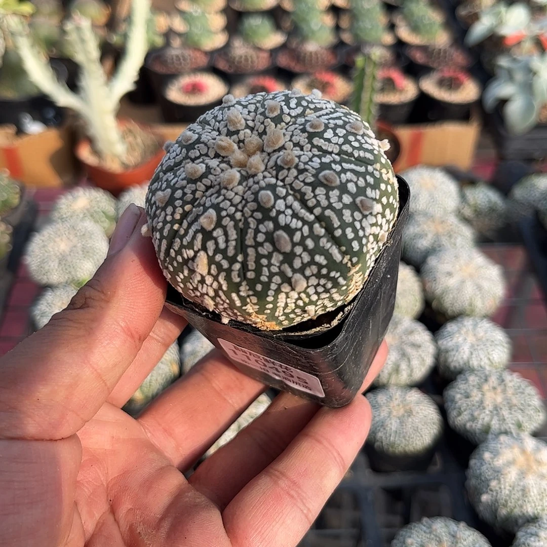 110495一物一拍单