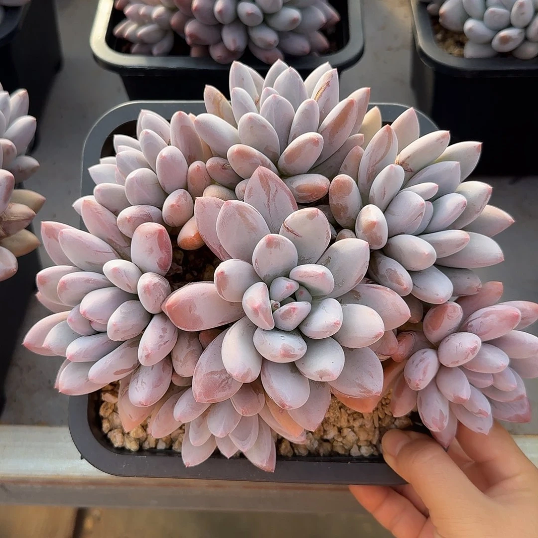 香水宝贝整无砍老桩群生