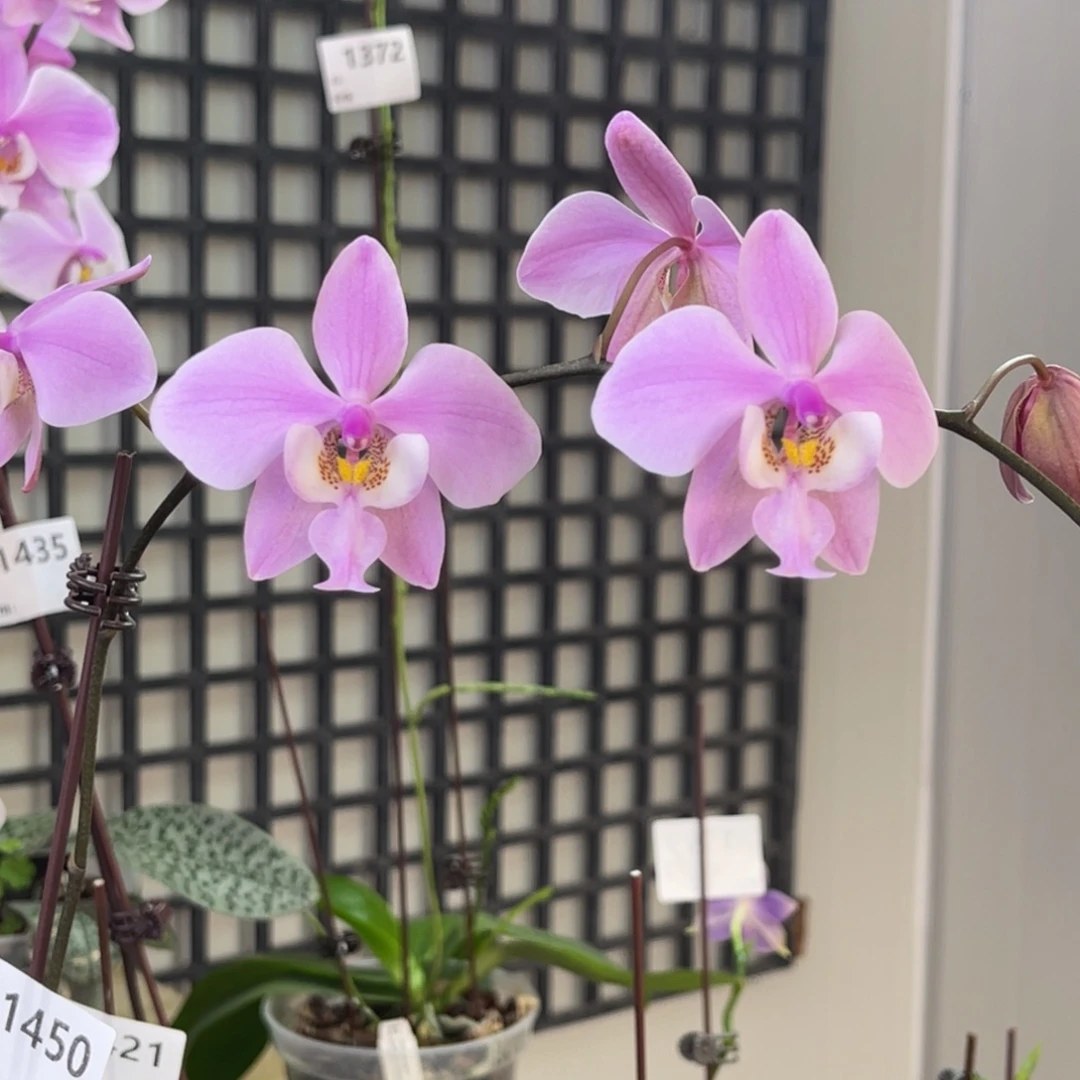 完全开放玉兔-晚上浓香-1450