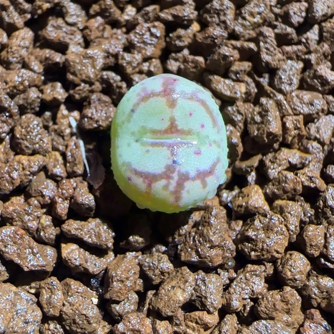 肉锥多肉植物组合-超级绒面猴脸1475