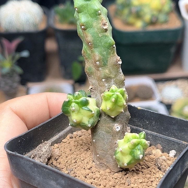 桃太郎锦自根一颗