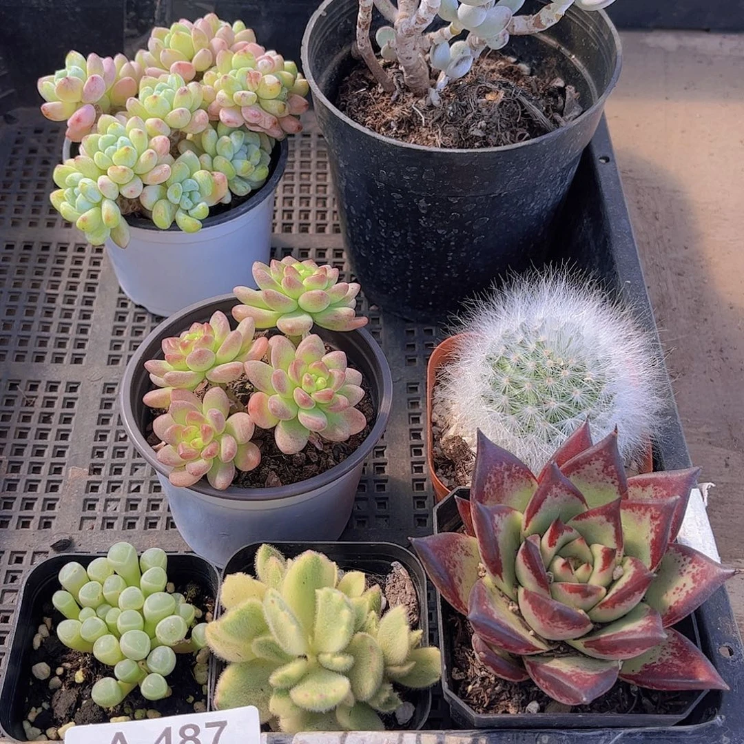 多肉487多肉植物，