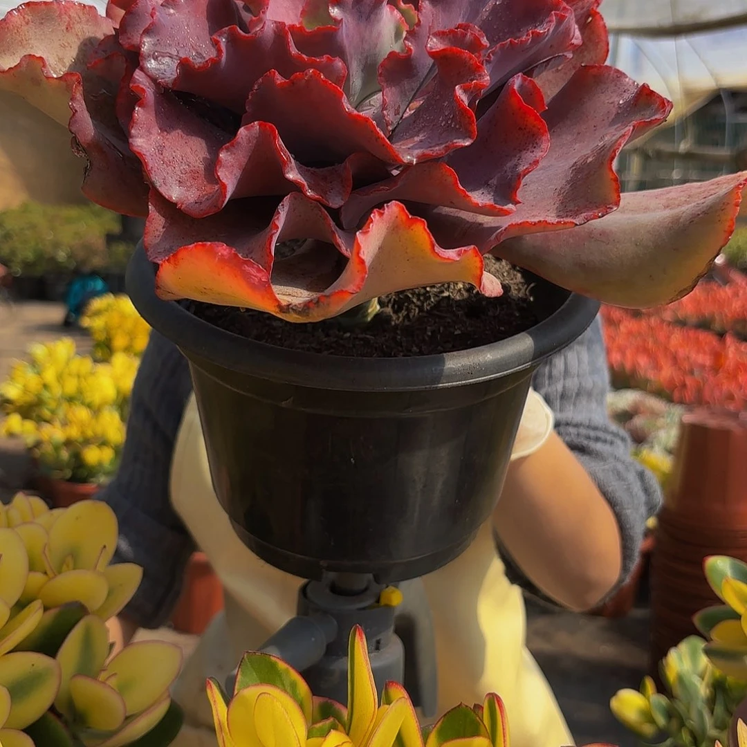 紫婚纱包菜多肉植物