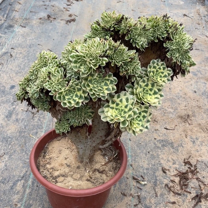 贞***法师老桩缀化迈巴赫