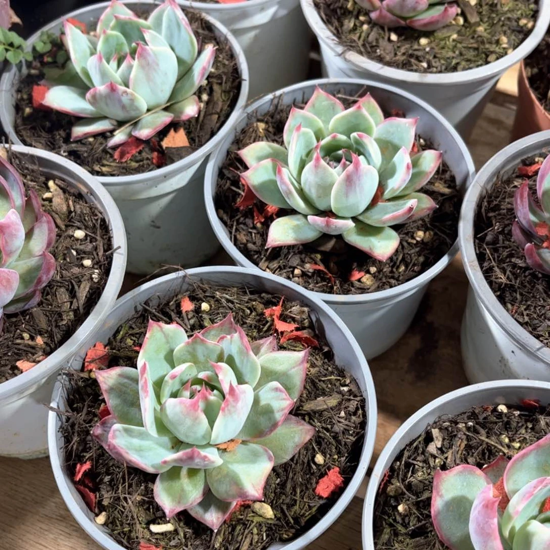 惊鸿单头一颗6-7厘米