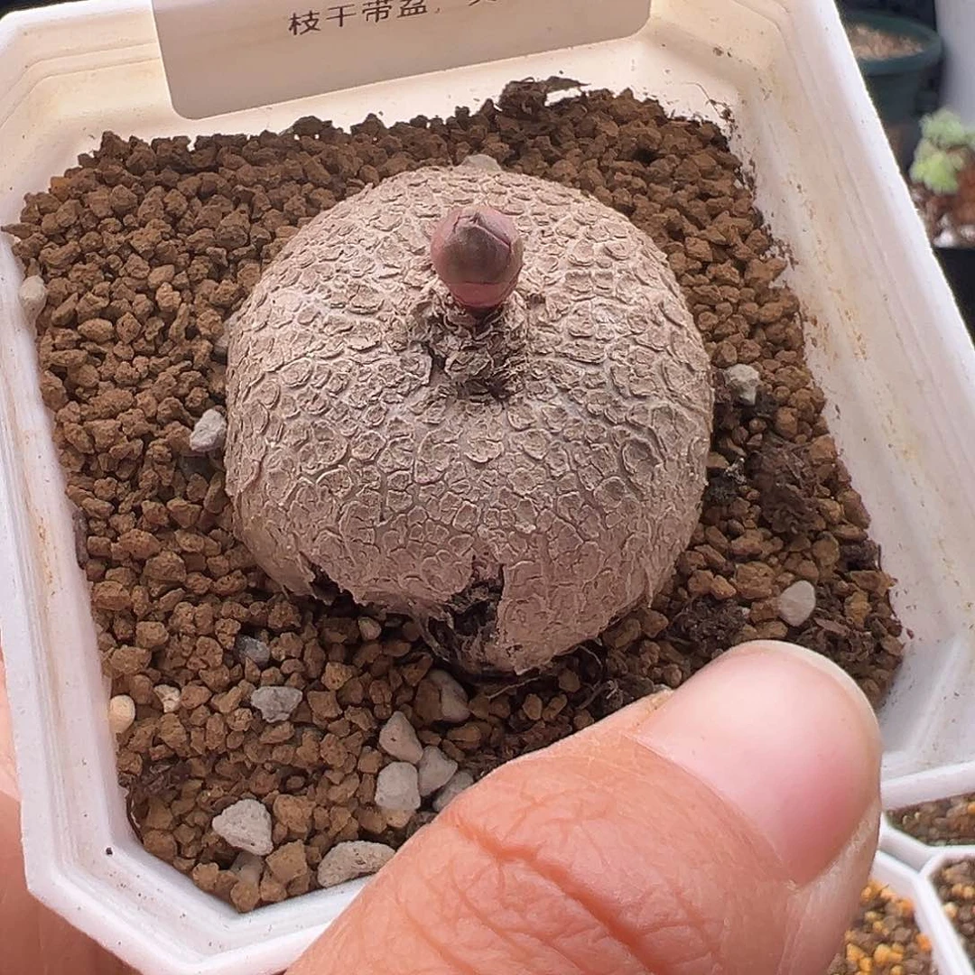 101号福利特11.17多肉