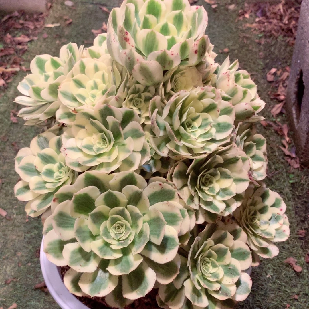 迈巴赫老桩，多肉植物