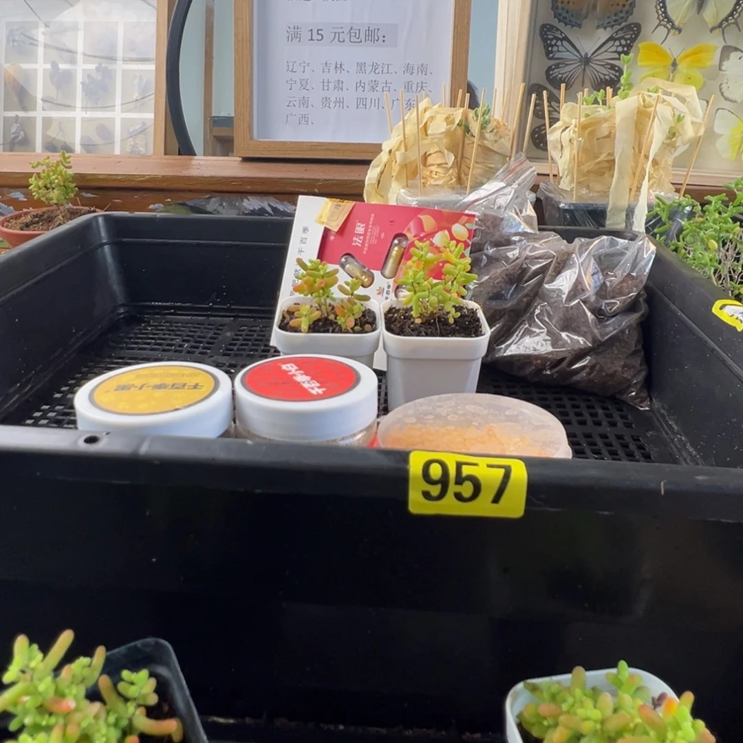 枝干番杏多肉植物957