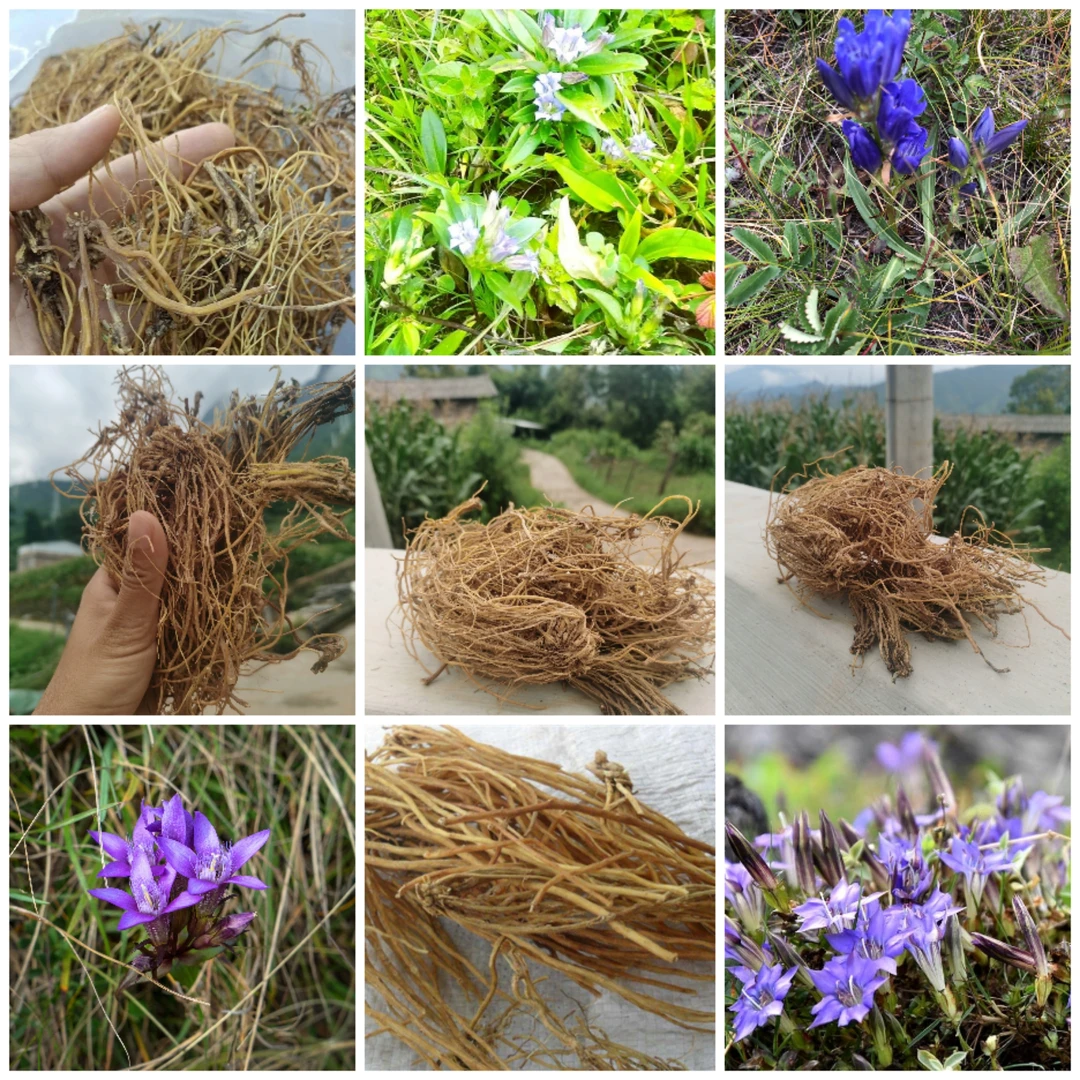 （阿布专属）植物龙胆草根100克装